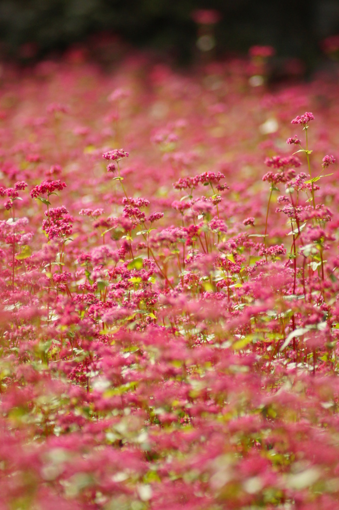 赤蕎麦の花