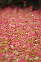 赤蕎麦の花