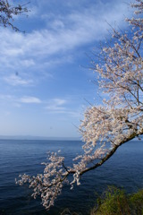 空と桜
