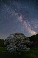 花明かりと星河