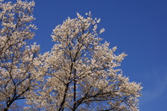 青空と桜
