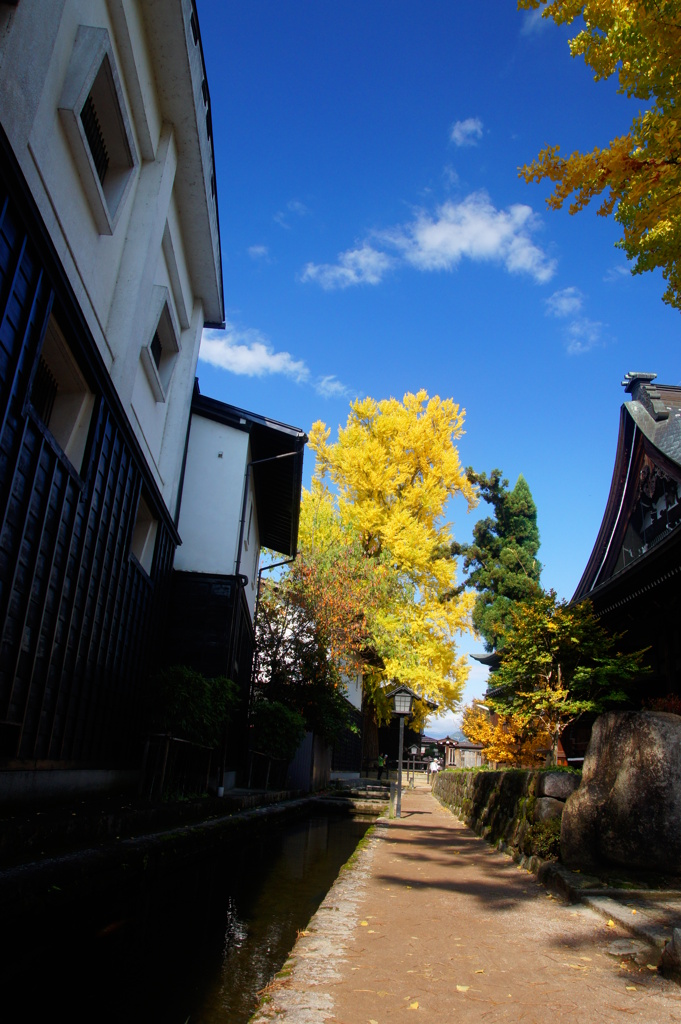 快晴の大銀杏