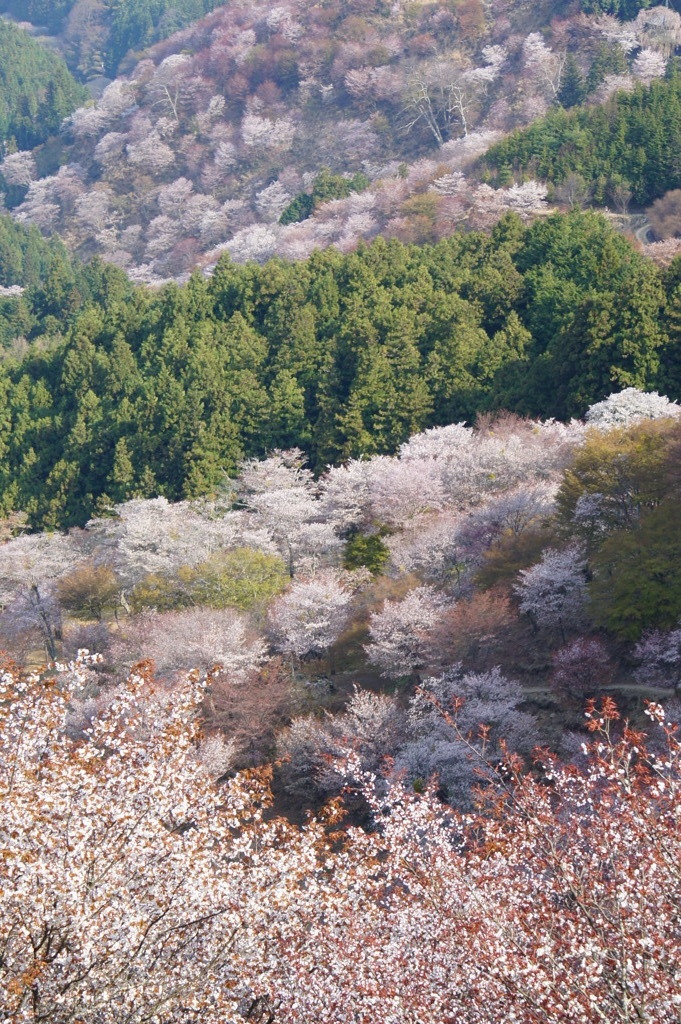 桜の絨毯