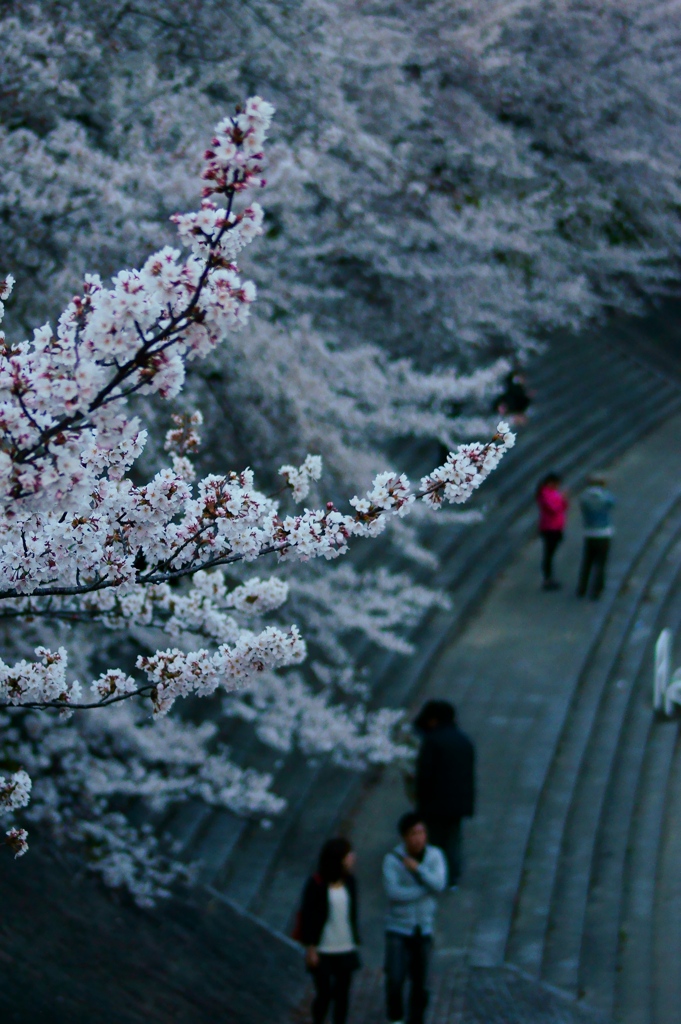 桜路