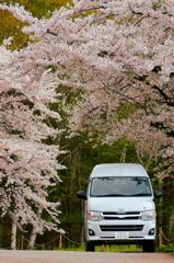 桜のトンネルを抜けて