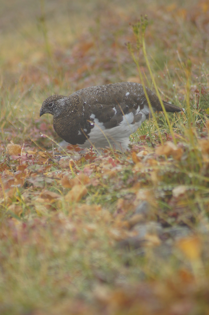 雷鳥さん