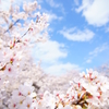 桜咲く