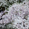 爛漫