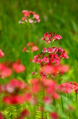 クリンソウのお花