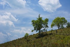 初夏の散歩路