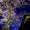 宵桜