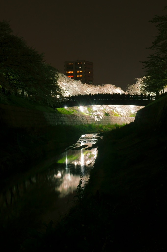 夜桜