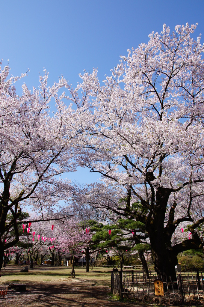 春祭り桜祭り