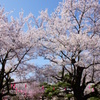 春祭り桜祭り