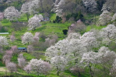 里山の春