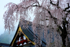 雨煙に佇む