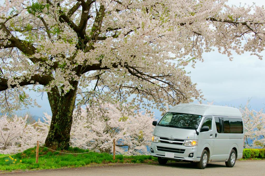 大きな桜の木の下で♪