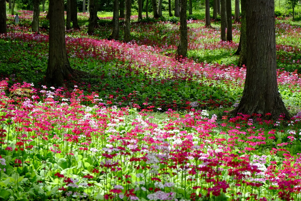 木陰を彩る
