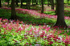 木陰を彩る