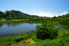 夏！湿原