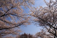 春の空