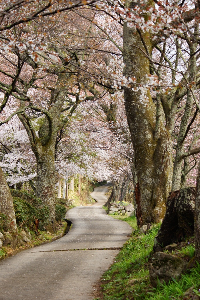 桜小路