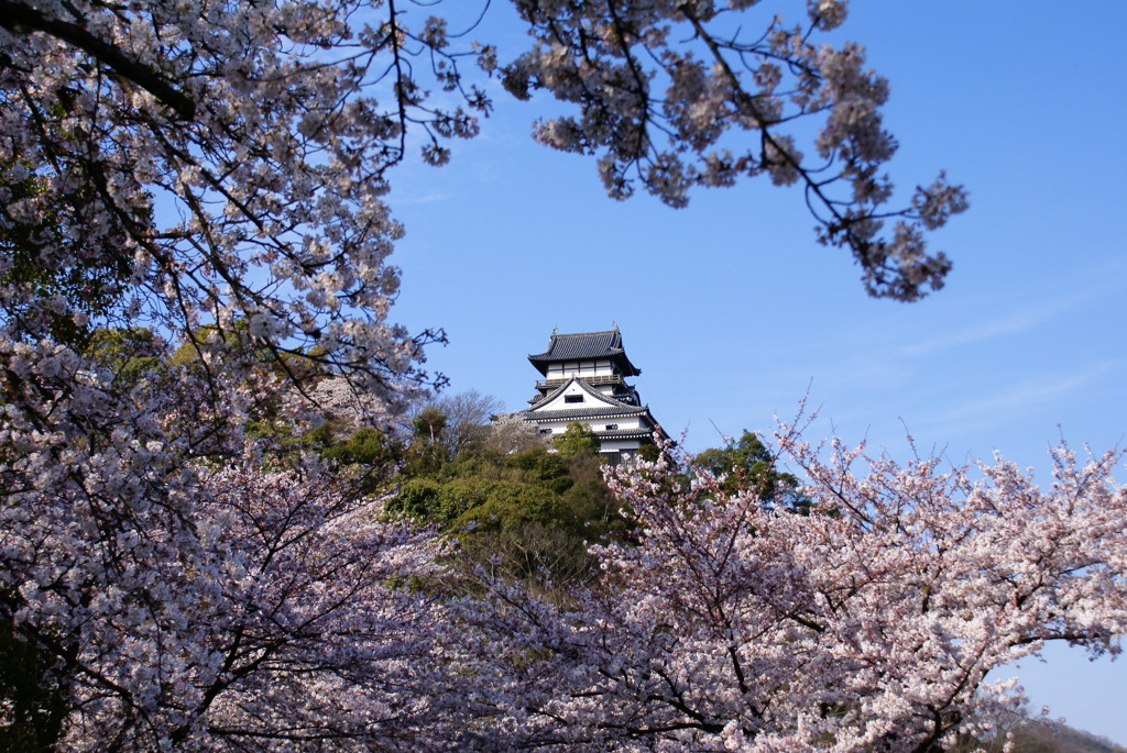 桜の向こう