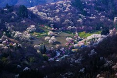 桜仙峡の朝