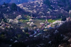 桜仙峡の朝