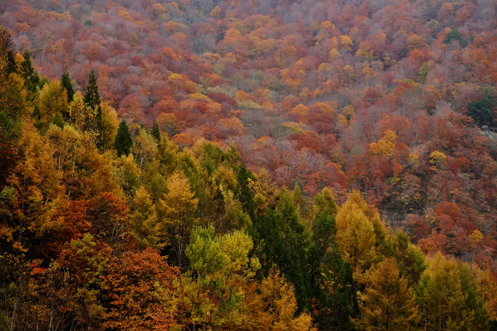 秋山