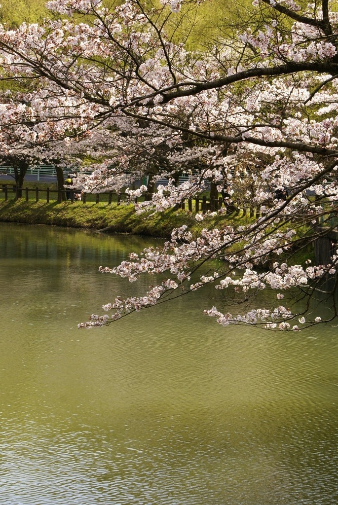 春の池