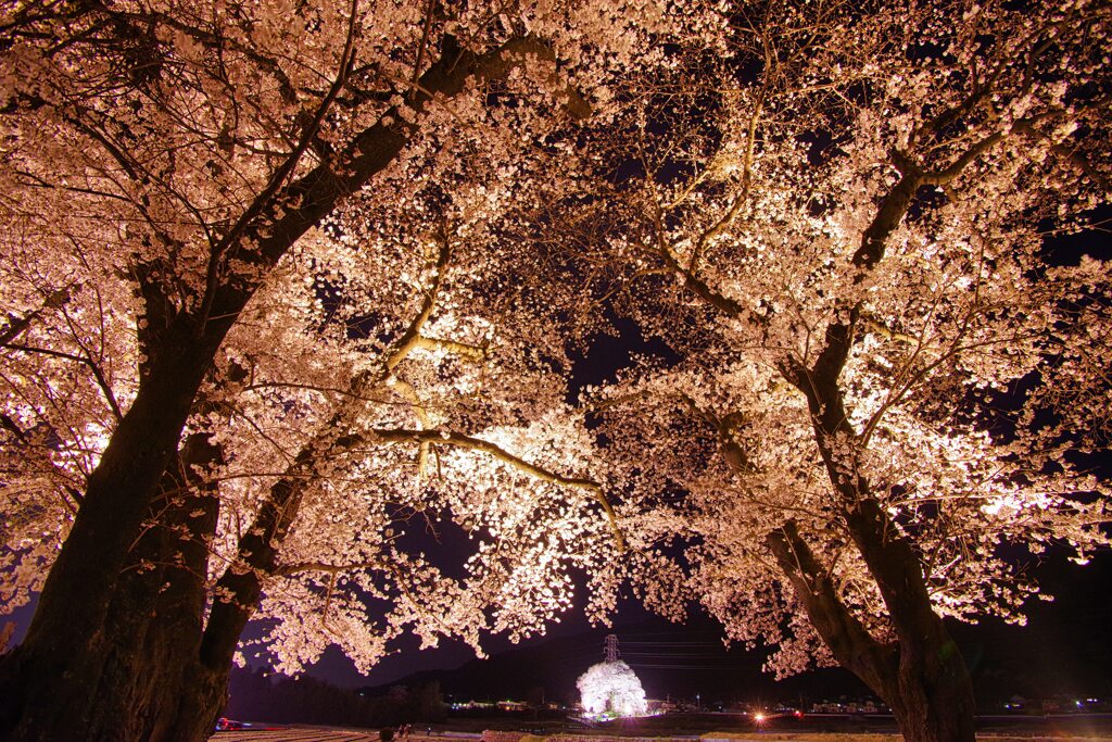 桜カーテン