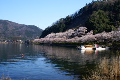 海津大崎桜祭り