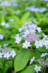 ちっちゃな紫陽花