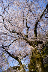 見上げてみると...