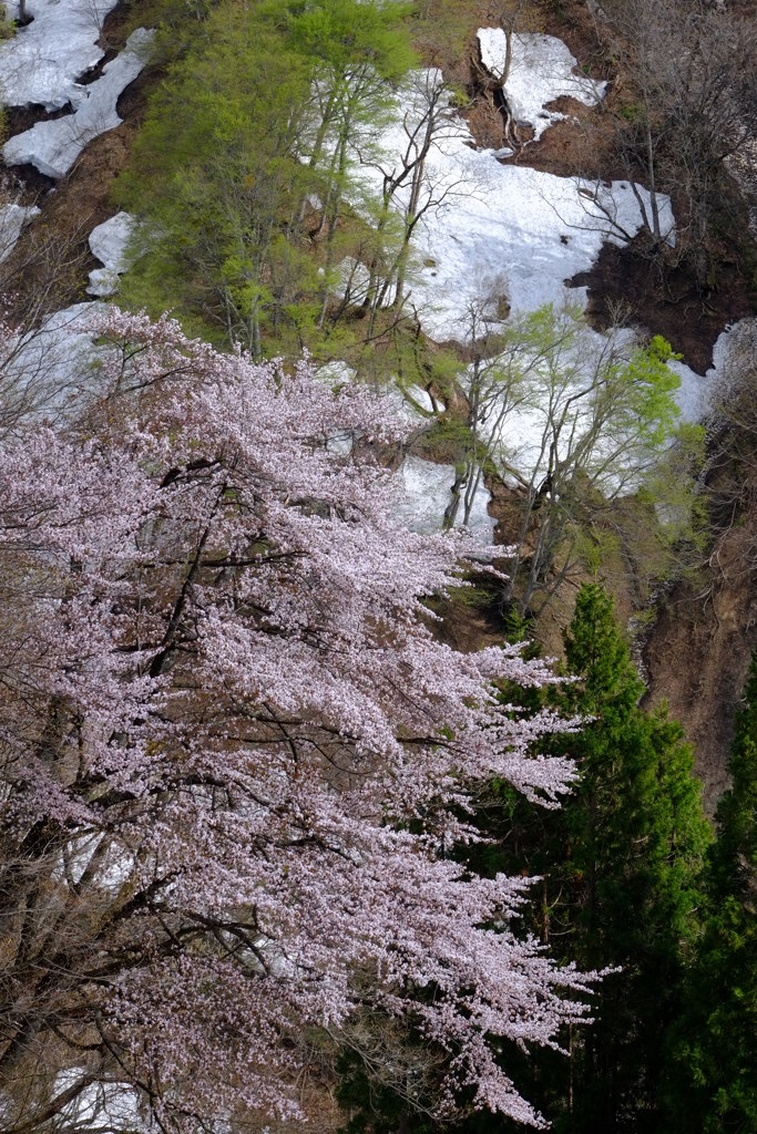 彩の季節