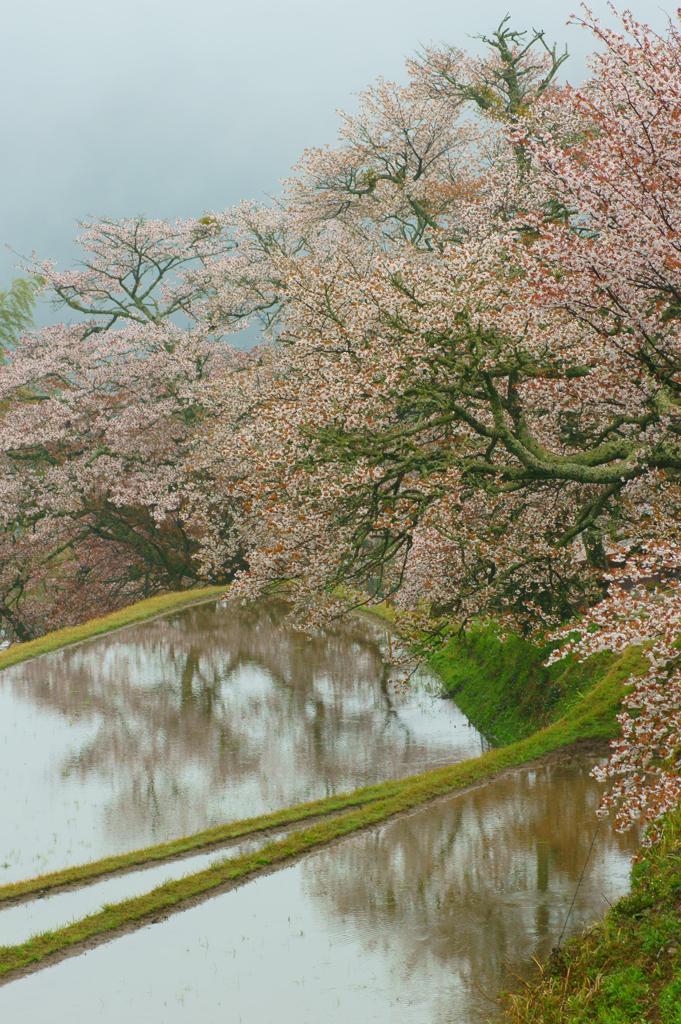 春水田