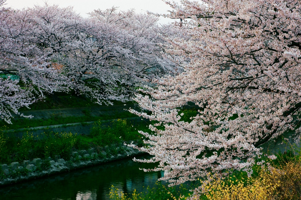 夕暮れ散歩