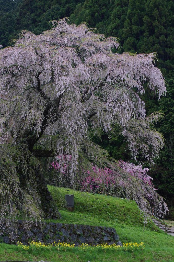 又兵衛さんの桜