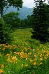 お花畑