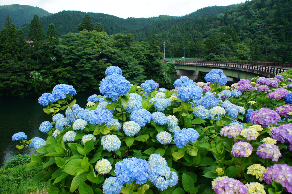 アジサイ街道