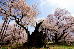 最古の桜