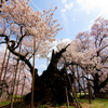 最古の桜