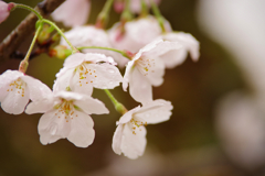 露桜