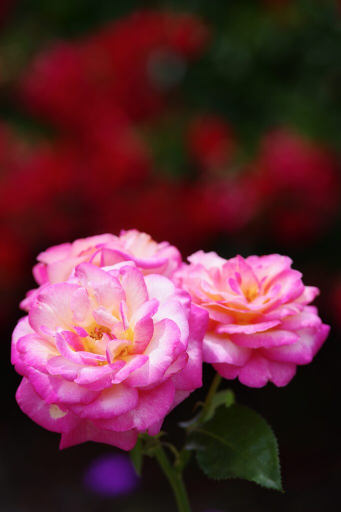 薔薇を君に