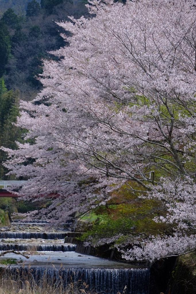春の通勤路
