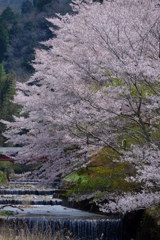 春の通勤路