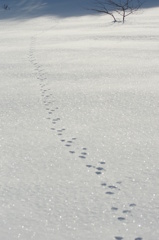 雪原の住人は何処へ