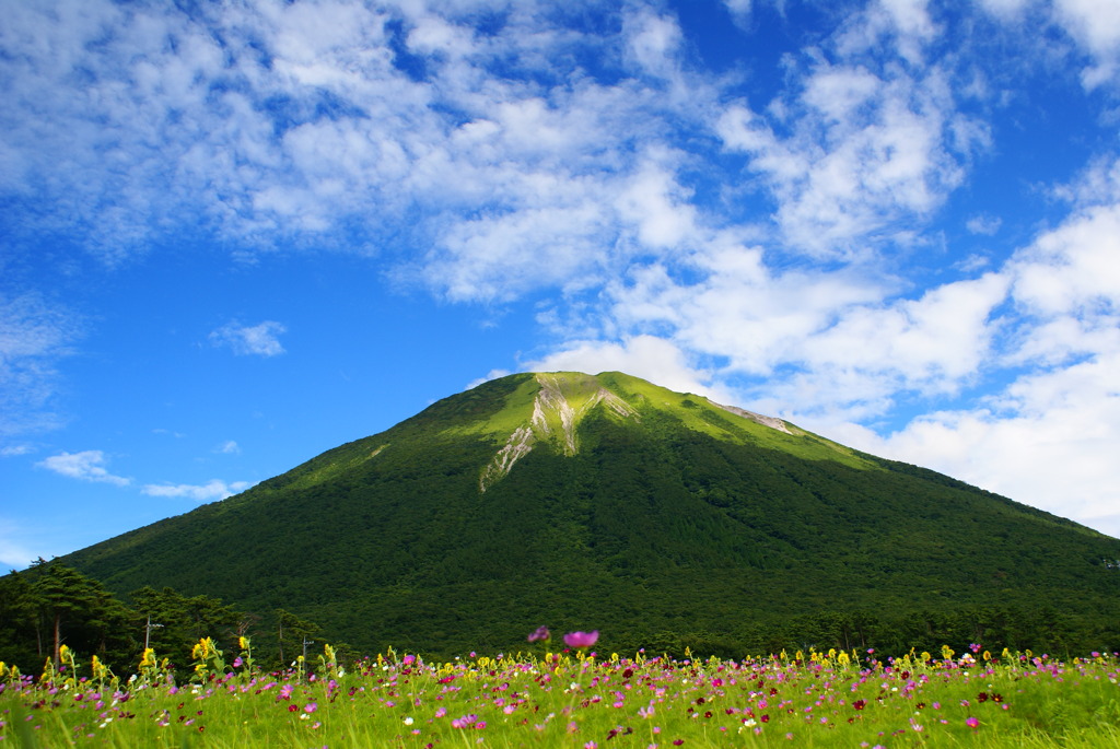 お花畑の向こう