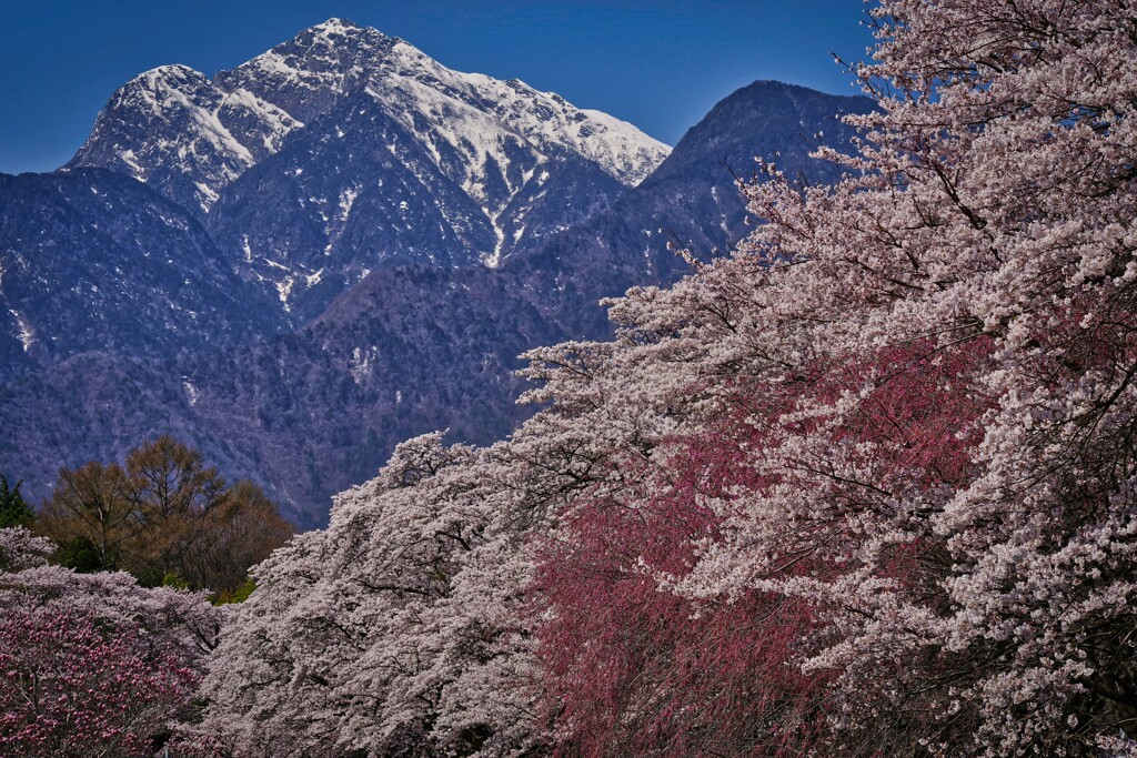 甲斐駒ヶ岳の春